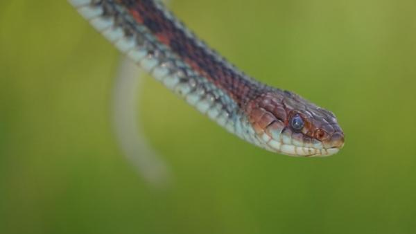 Closeup of a San Francisco garter snake