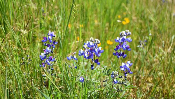 Blooming sky lupine