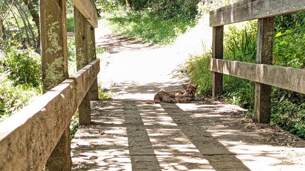 a mountain lion cub lying on a bridge