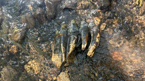 Fossilized Mastodon tooth in creek