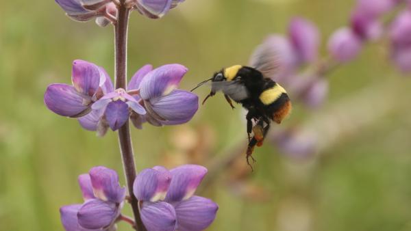 Closeup of a Crotch's bumblebee by a purple flower