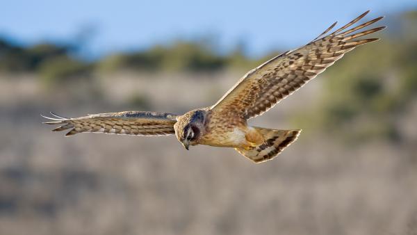 Harrier soars through the air