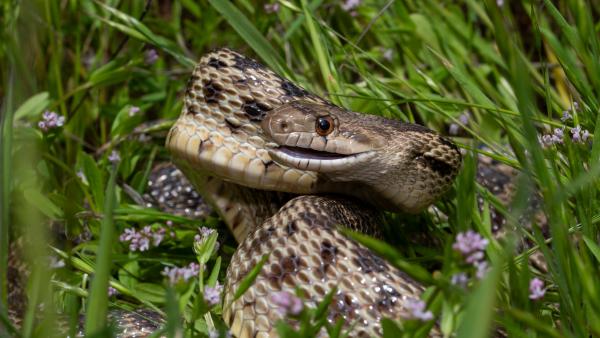 Gopher snake in grass