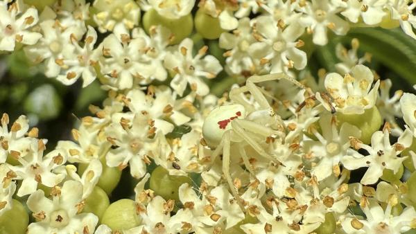 A crab spider blends in among a cluster of white flowers