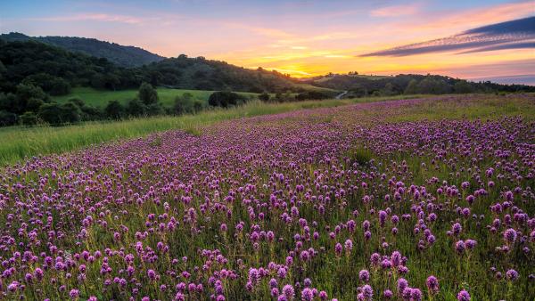 Field of Owl's Clover