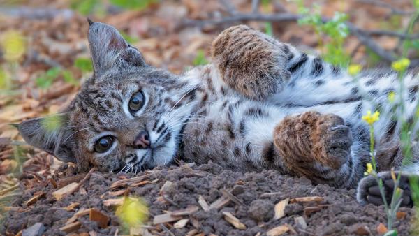 Bobcat lying on the ground.