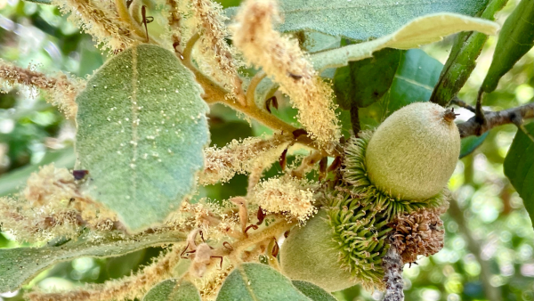 Closeup of tanoak acorns and catkins