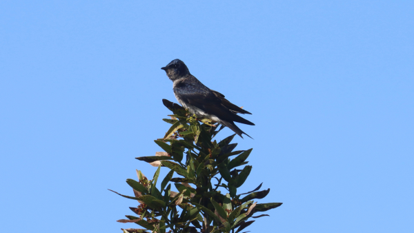Purple martin sits atop tree