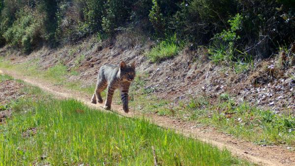 a bobcat walking along a trail