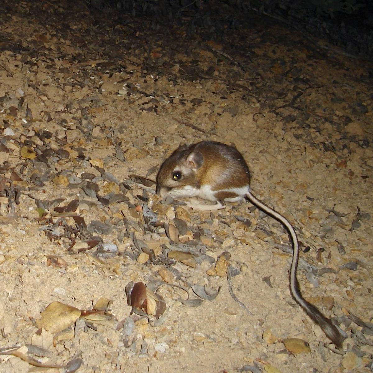 Santa Cruz Kangaroo Rat Research and Adaptive Management Midpeninsula
