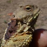 Blainville's horned lizard (Ken Hickman)