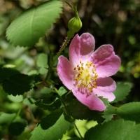 California wild rose California wild rose