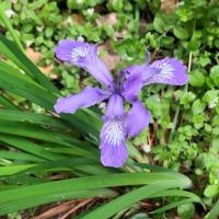 Douglas Iris flower