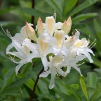 Western Azalea flower