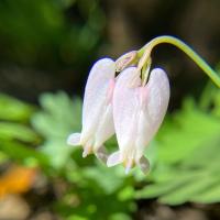 Pacific bleeding hearts at Los Trancos (Shree Padmini Kokali)