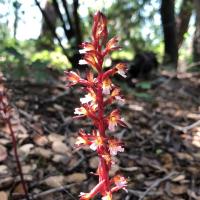 Spotted coralroot orchid flower