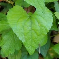 Western heart's ease heart-shaped leaves