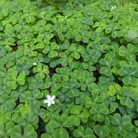 Redwood Sorrel plant