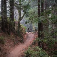 Craig Britton Trail at Purisima Creek Redwoods Preserve