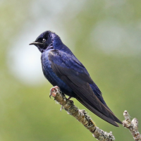 A photo of a purple martin