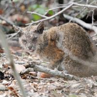 Sick bobcat with mange at Rancho San Antonio Preserve