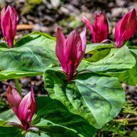 Trillium flowers at Rancho San Antonio