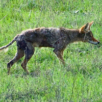 Coyote sick with mange at Rancho San Antonio Preserve