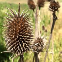 a brown spiky thistle
