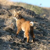 Bobcat. (Yamil Saenz)