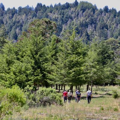 People in Bear Creek Redwoods forest health project