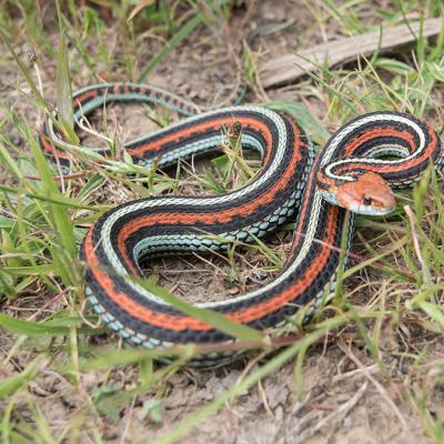 red, blue and black striped snake curled in the grass