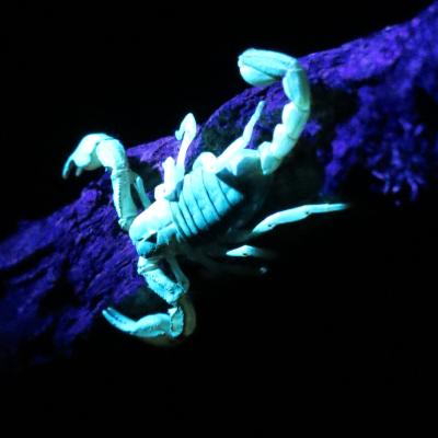 Scorpion with UV Light by Chad Frost