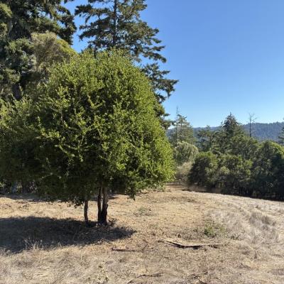Photo of a fuel break in La Honda Creek Preserve