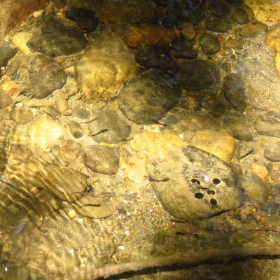 Steelhead Trout Fry swimming in La Honda Creek