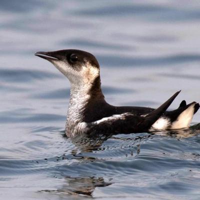 Marbled Murrelet by Ryan Shaw/Macaulay Library at the Cornell Lab of Ornithology