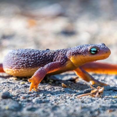 Rough-skinned Newt