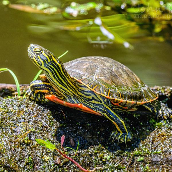 Western painted turtle. photo by John P. Clare. Western painted turtle.