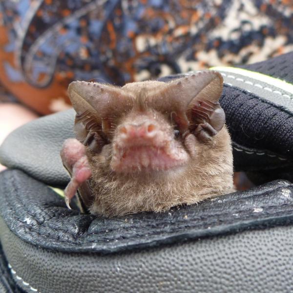 Photo by Matt Sharp-Chaney/Midpen Mexican free-tailed bat