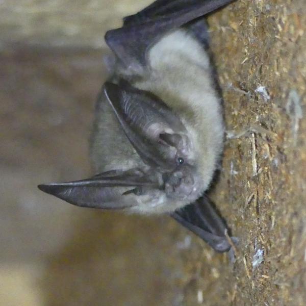 photo of a Townsend's big-eared bat