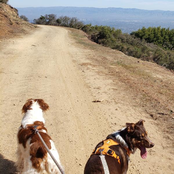 photo by Aaron Peth Dogs on Aquinas Trail / photo by Aaron Peth