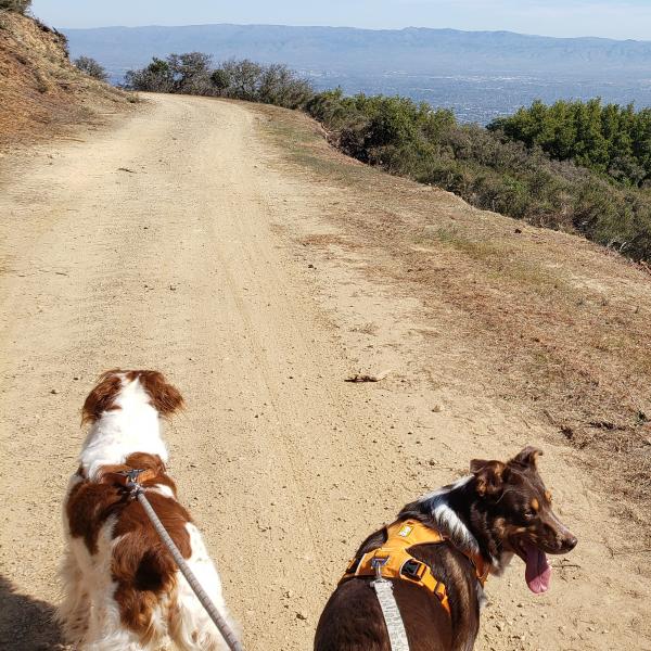 Dogs on Aquinas Trail / photo by Aaron Peth