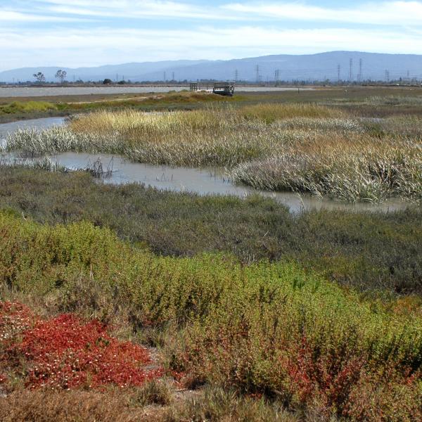 multi-colored plants around a marsh
