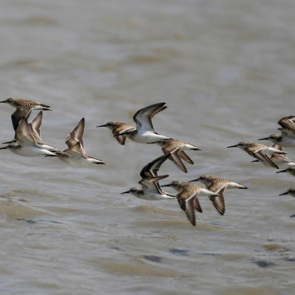 sandpipers in flight above the water