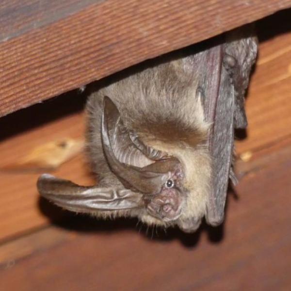 Townsend's big-eared bat / photo by Matthew Sharp Chaney