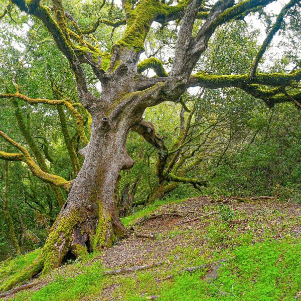 San Andreas Fault Earthquake Trail