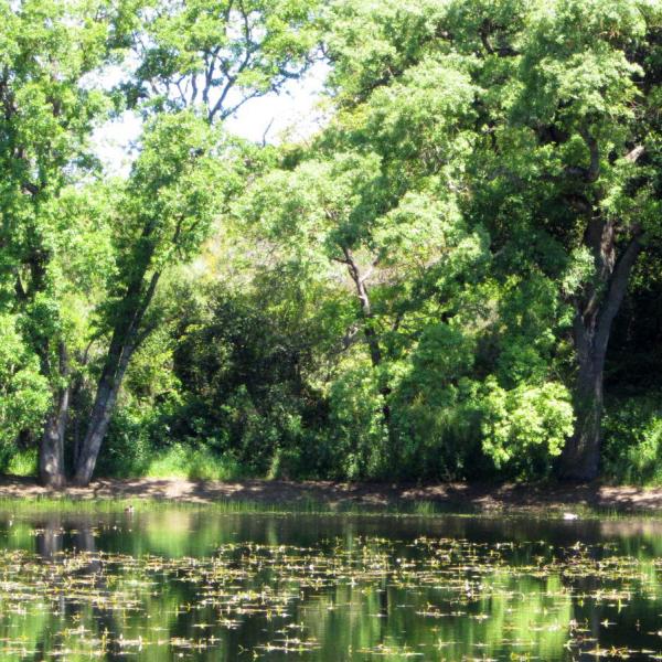 a pond surrounded by trees