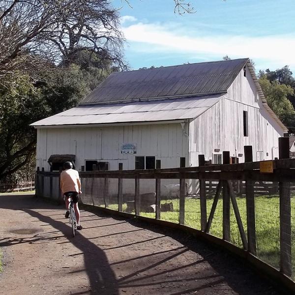 a bicyclist riding past a white barn