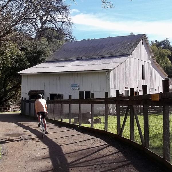 Photo: Doris Livezey a bicyclist riding past a white barn