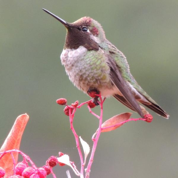 Anna's Hummingbird / photo by Christina Schell