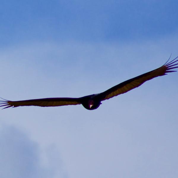 Turkey Vulture flying over Russian Ridge Preserve